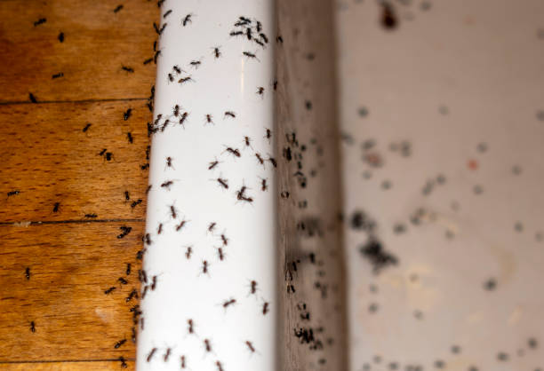 Pest Prevention Services in Grandview, MO